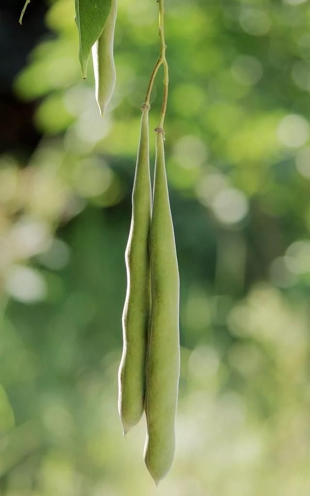 植物紫藤(紫藤植物)图20