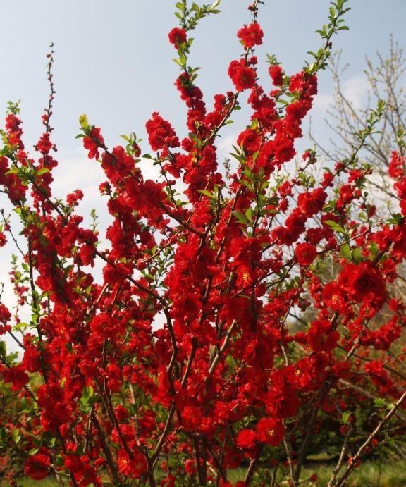 红花檵木种院子里好吗(适合庭院四季常青大灌木)图3