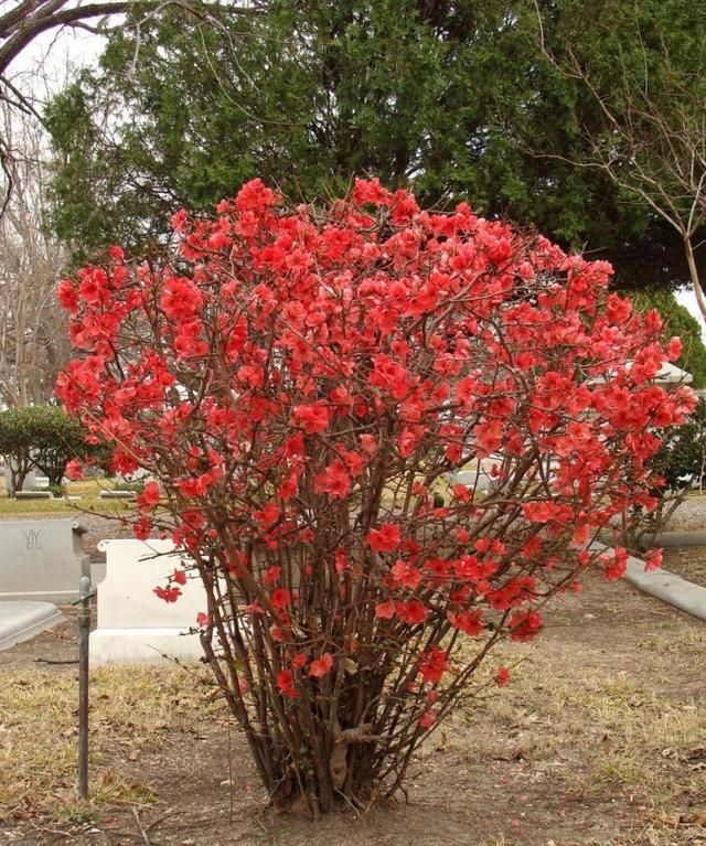 红花檵木种院子里好吗(适合庭院四季常青大灌木)图4