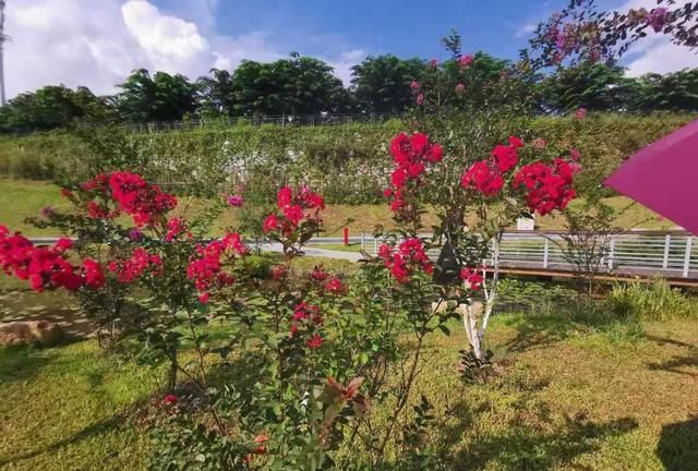 红花檵木种院子里好吗(适合庭院四季常青大灌木)图13