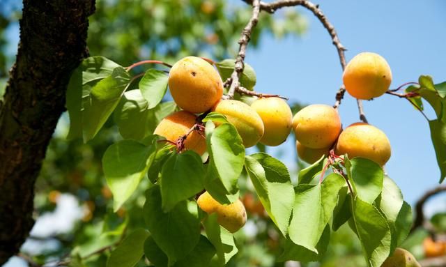 杏子成熟较早如何种植高产杏树(杏的优质丰产怎么种植)图17