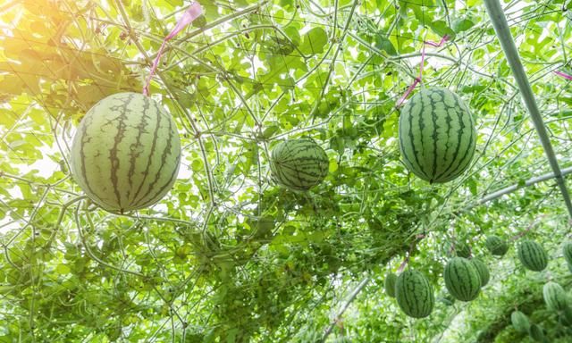 反季节大棚西瓜种植技术完整版,秋西瓜高产种植技术图10