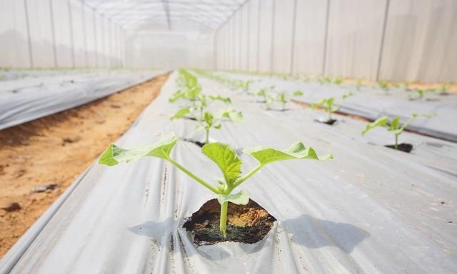 反季节大棚西瓜种植技术完整版,秋西瓜高产种植技术图11