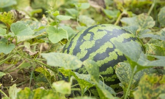 反季节大棚西瓜种植技术完整版,秋西瓜高产种植技术图13