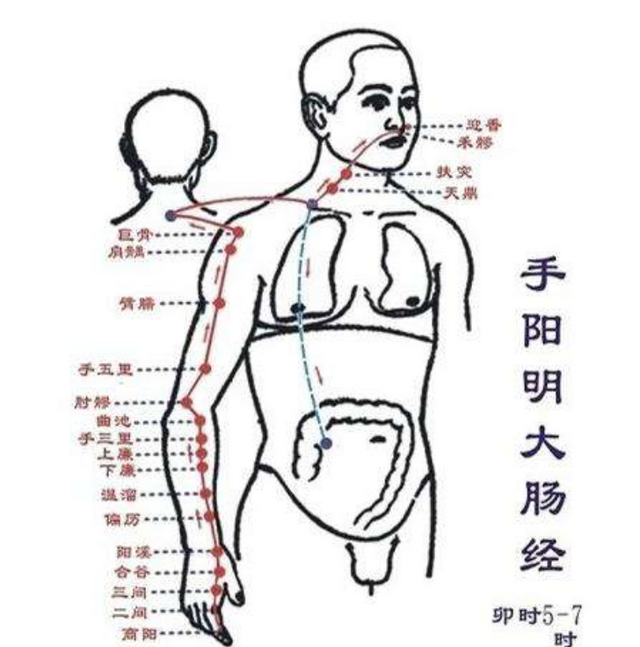 按摩大肠经的作用功效,大肠俞穴最简单找法图1