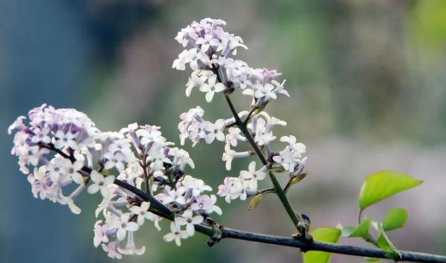 春深处,一抹丁香正芬芳图8