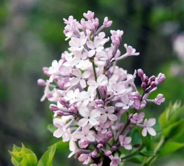 春深处,一抹丁香正芬芳图12