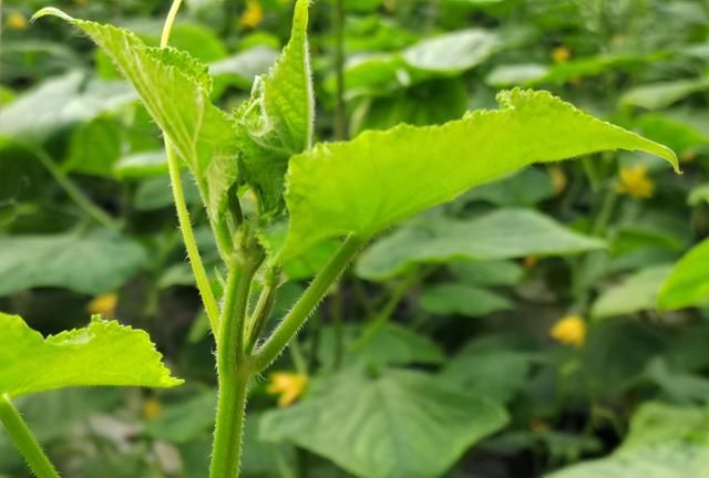 黄瓜的种植方法怎样才能高产,黄瓜种植怎样管理才能高产图4