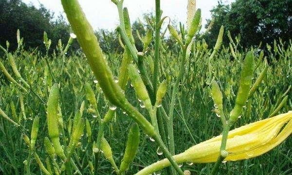 黄花菜分株繁殖一年产多少苗,黄花菜分株过程图2