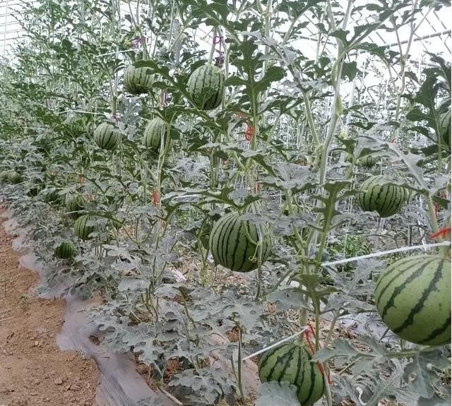 西瓜种植如何整蔓,露天西瓜吊蔓种植全过程图2