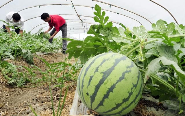 西瓜露地栽培技术生长期田间管理图3