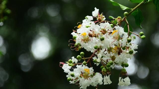 紫薇花的养花方法,这样养护枝繁叶茂吗图4