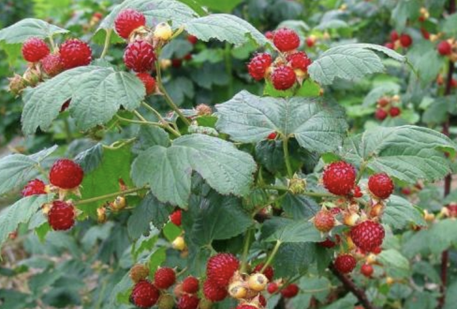 路边的野花你别踩(路边长黄色小花的野草有哪些)图1