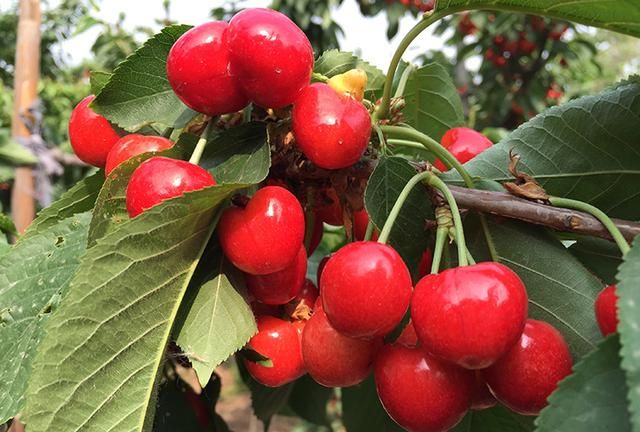 樱桃热卖季节在哪里(樱桃热卖季节)图3