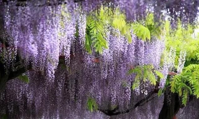 春有紫藤 夏有凌霄,紫藤花海在哪里最好图1