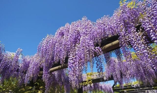 春有紫藤 夏有凌霄,紫藤花海在哪里最好图3