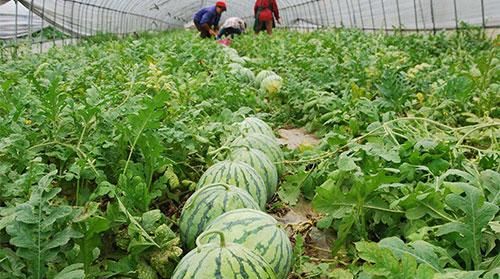 种植早春大棚西瓜,如何进行浇水?给大家5点建议浇水图5