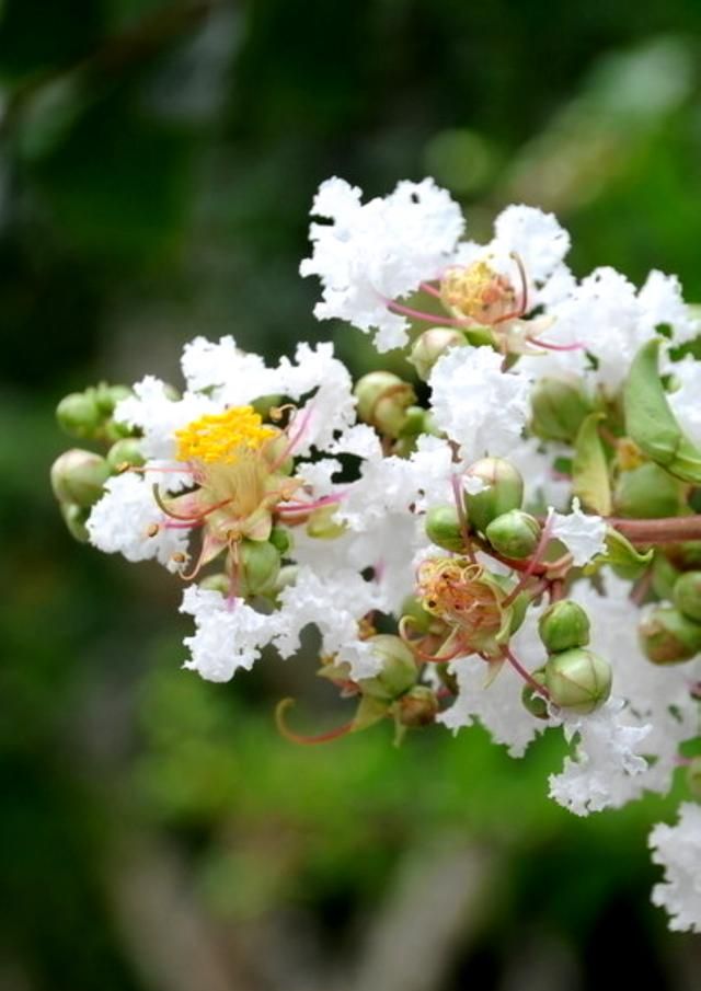 紫薇浑身是宝，皮、木、花有活血通经、止痛、消肿、解毒作用图2