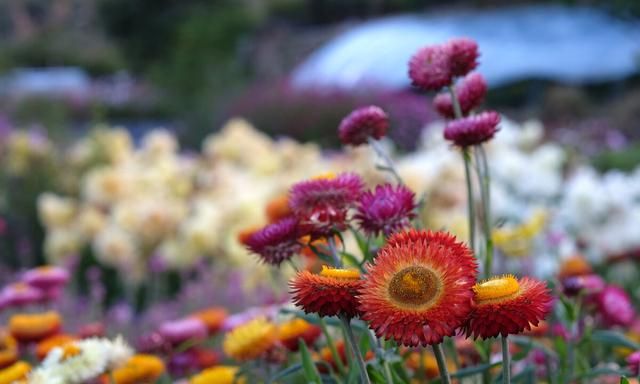 每日一花：麦秆菊——永恒的记忆，铭刻在心图2