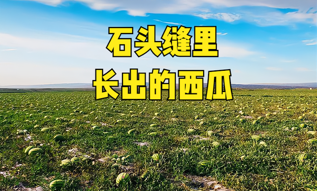 石头缝里的西瓜禁种,种植的西瓜裂开是什么原因图2