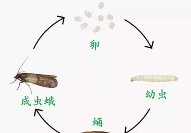 大米起蛾子了怎么办图6