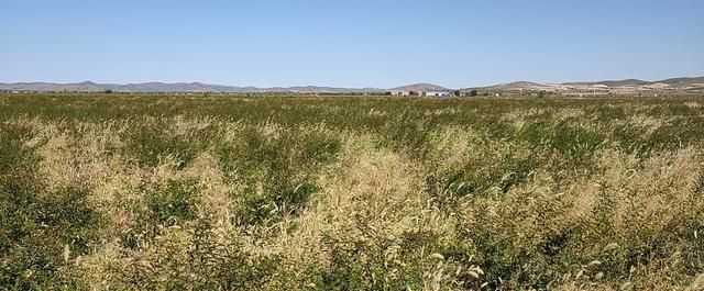 果实药食两用 防风固沙保水土 技术成熟有保证 中华钙果欧李收益好图3