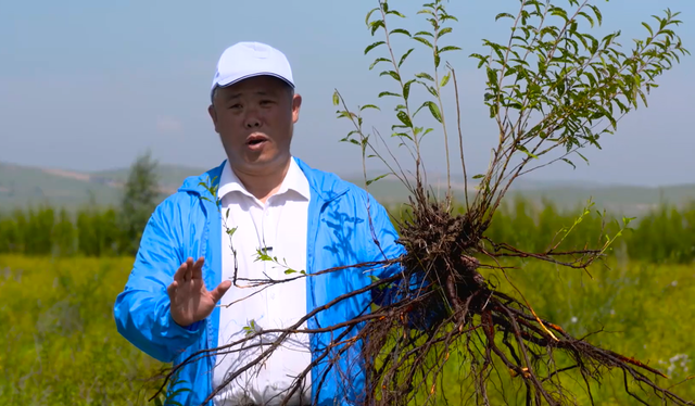 果实药食两用 防风固沙保水土 技术成熟有保证 中华钙果欧李收益好图7