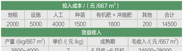 大棚西瓜高效栽培图3