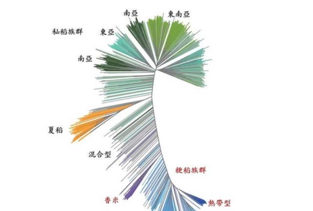 中国人吃的水稻到底谁研究的图8