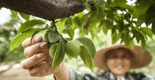 5月果树如何管理做好这三点图1