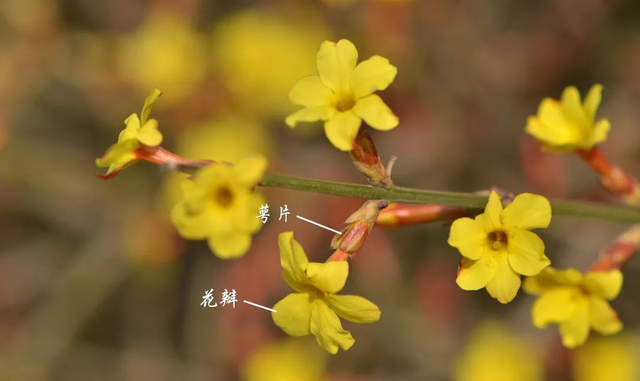 木兰花和玉兰花哪个好看点图4