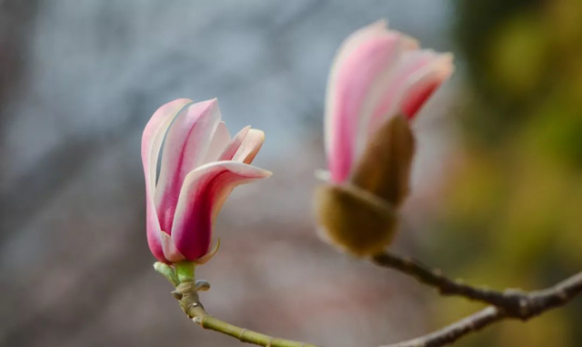 木兰花和玉兰花哪个好看点图6