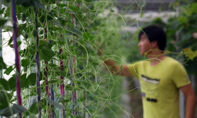 西瓜吊蔓种植技术优点图3