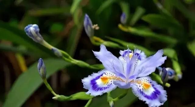 开蓝色花的球根花卉,适合北方蓝色花的宿根花卉图14