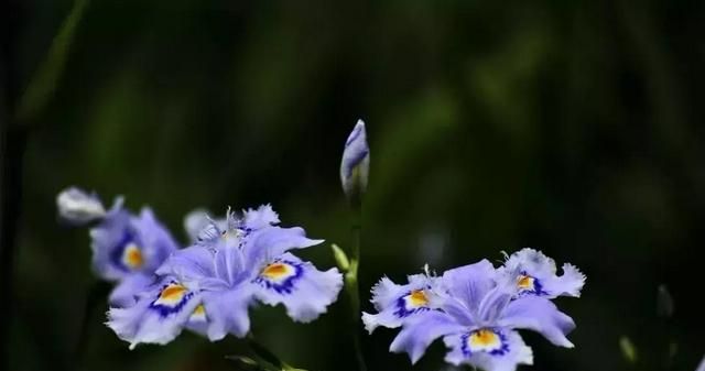 开蓝色花的球根花卉,适合北方蓝色花的宿根花卉图16