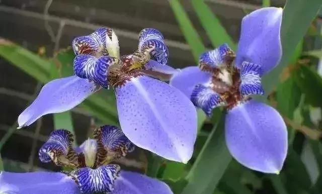 开蓝色花的球根花卉,适合北方蓝色花的宿根花卉图18