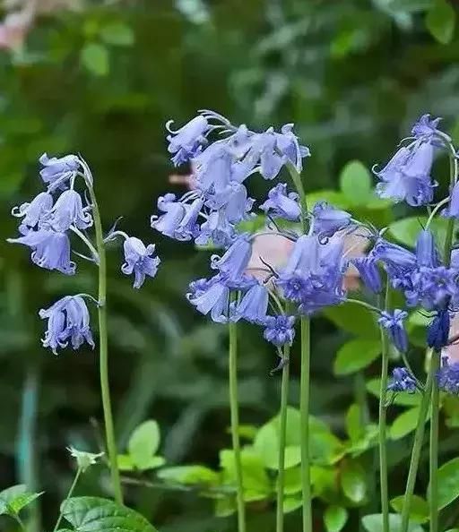 开蓝色花的球根花卉,适合北方蓝色花的宿根花卉图25