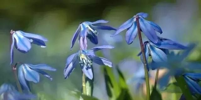 开蓝色花的球根花卉,适合北方蓝色花的宿根花卉图38