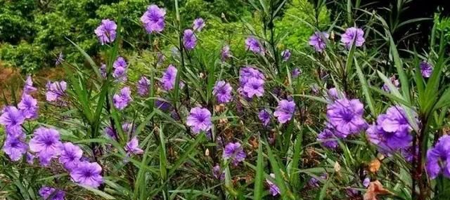 开蓝色花的球根花卉,适合北方蓝色花的宿根花卉图55