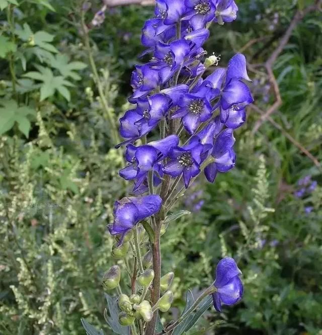 开蓝色花的球根花卉,适合北方蓝色花的宿根花卉图66