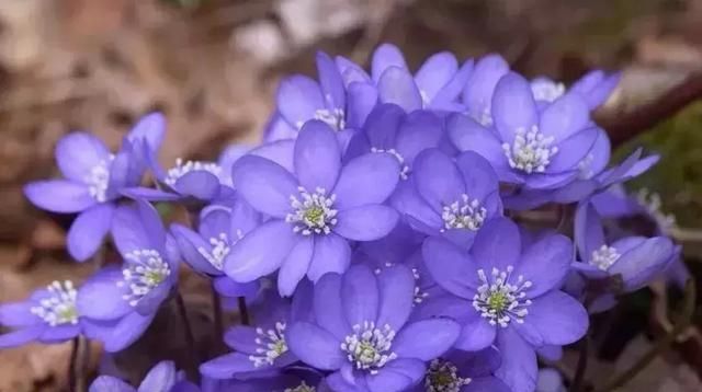 开蓝色花的球根花卉,适合北方蓝色花的宿根花卉图81