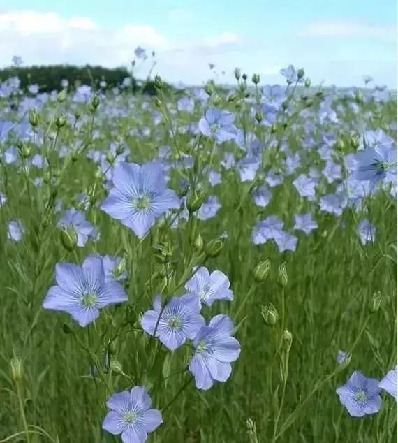 开蓝色花的球根花卉,适合北方蓝色花的宿根花卉图90