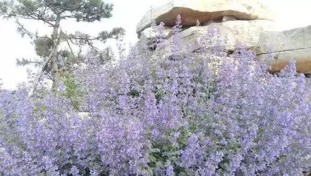 开蓝色花的球根花卉,适合北方蓝色花的宿根花卉图101