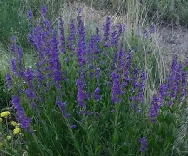 开蓝色花的球根花卉,适合北方蓝色花的宿根花卉图108