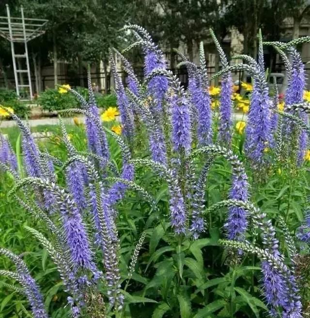 开蓝色花的球根花卉,适合北方蓝色花的宿根花卉图109