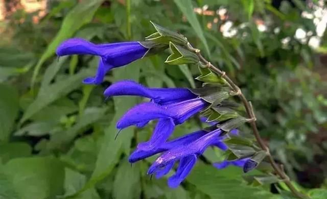 开蓝色花的球根花卉,适合北方蓝色花的宿根花卉图111