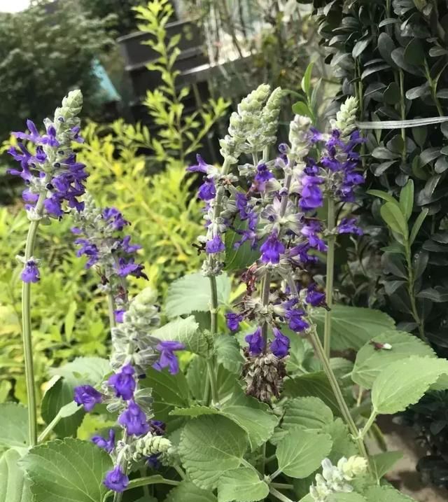 开蓝色花的球根花卉,适合北方蓝色花的宿根花卉图115