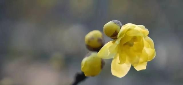 每日一花蜡梅(冬天蜡梅)图11