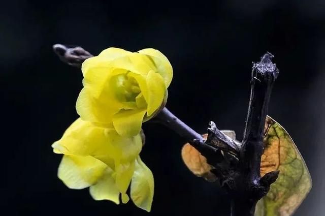 每日一花蜡梅(冬天蜡梅)图12