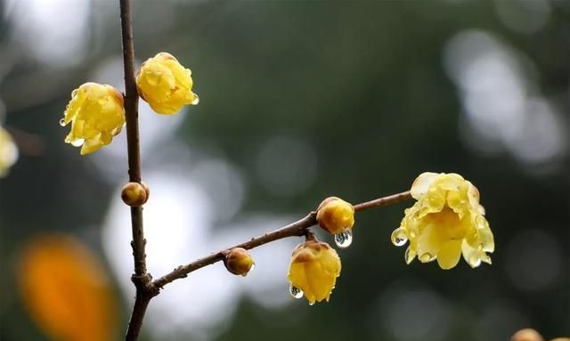 每日一花蜡梅(冬天蜡梅)图16